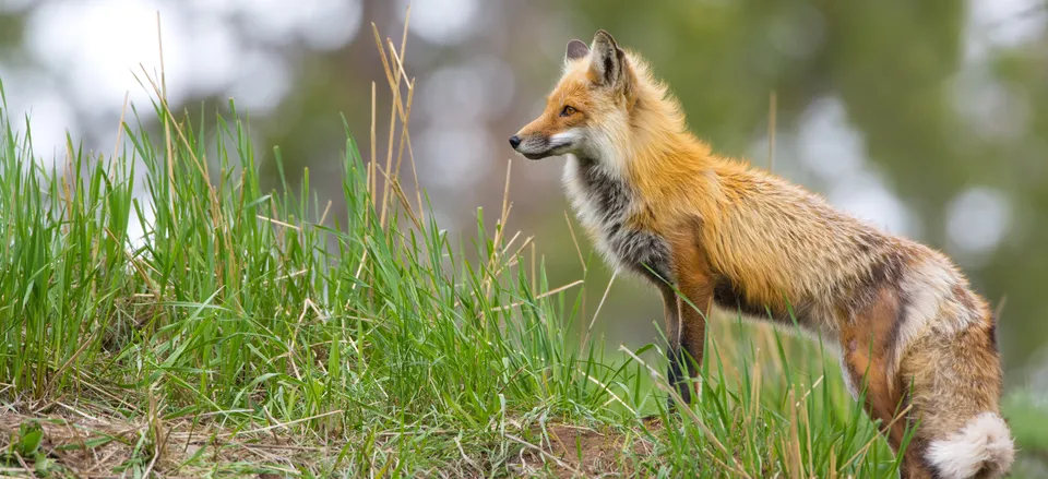  Curious red fox 