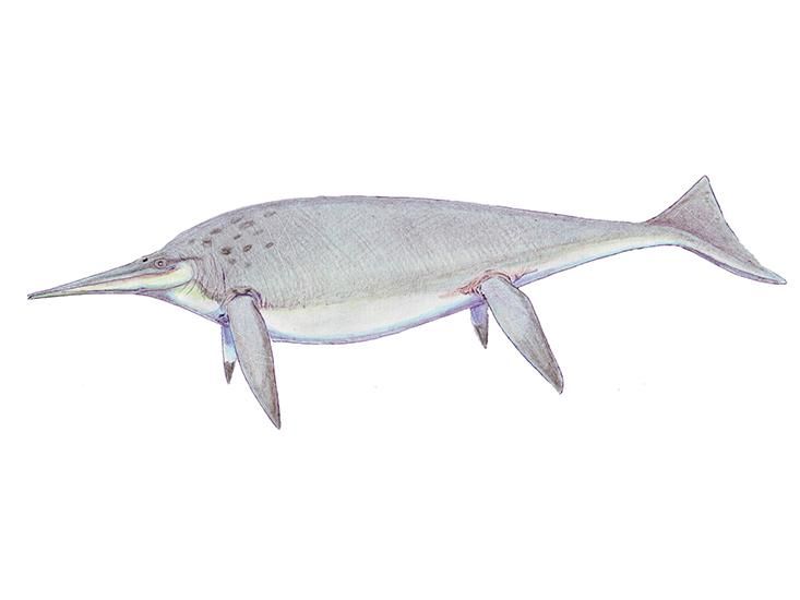 ichthyosaur.jpg
