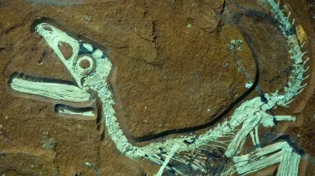 The skeleton of Sciurumimus, seen under UV light. You can see traces of protofeathers alon the dinosaur’s tail.