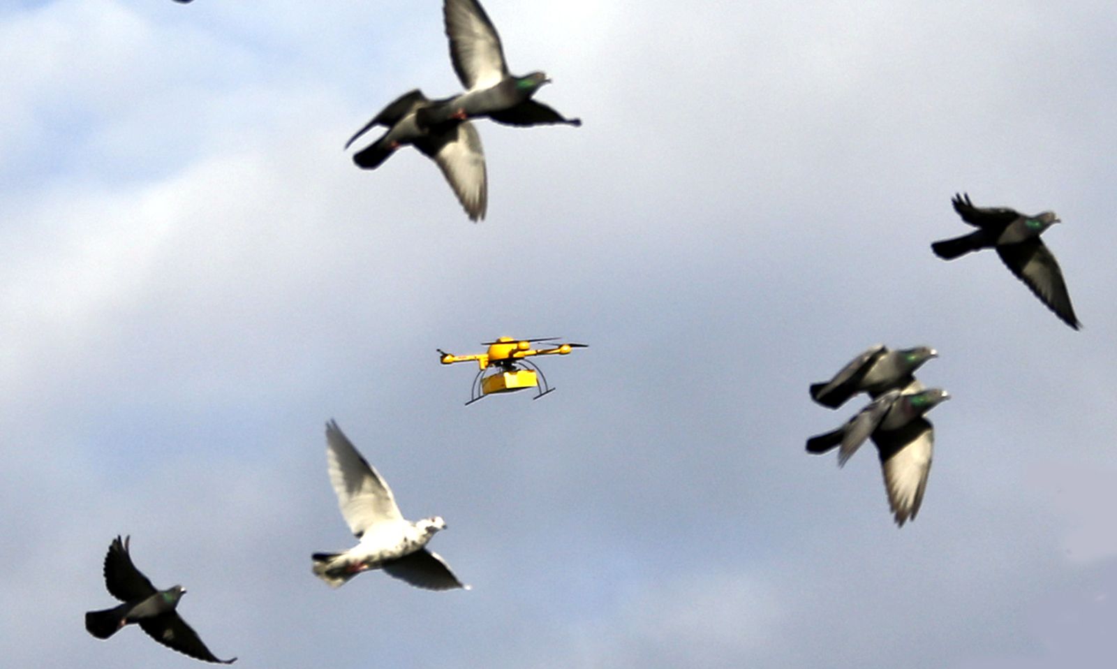 How a Flock of 400 Flying Birds Manages to Turn in Just Half a Second, Smart News