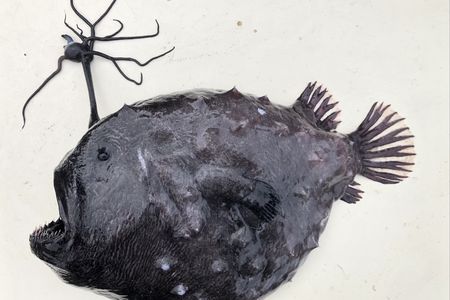 When a surfer reported this fish on the beach, biologists rushed to see what it was.&nbsp;