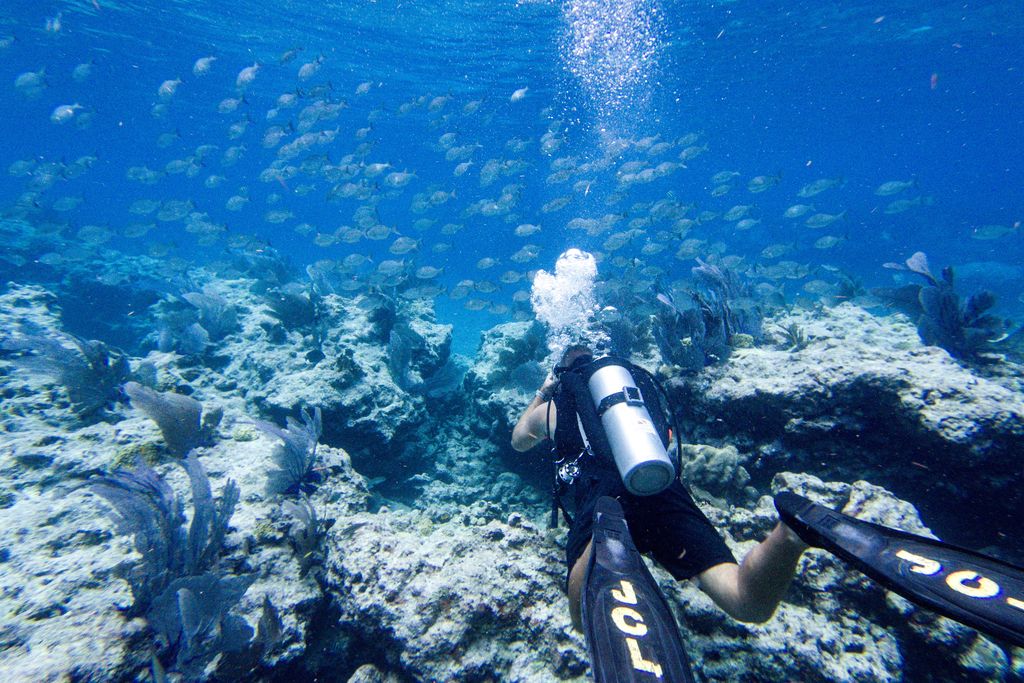 Diver swimming by coral reef