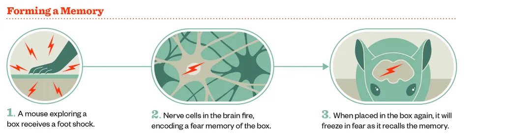 Meet the Two Scientists Who Implanted a False Memory Into a Mouse