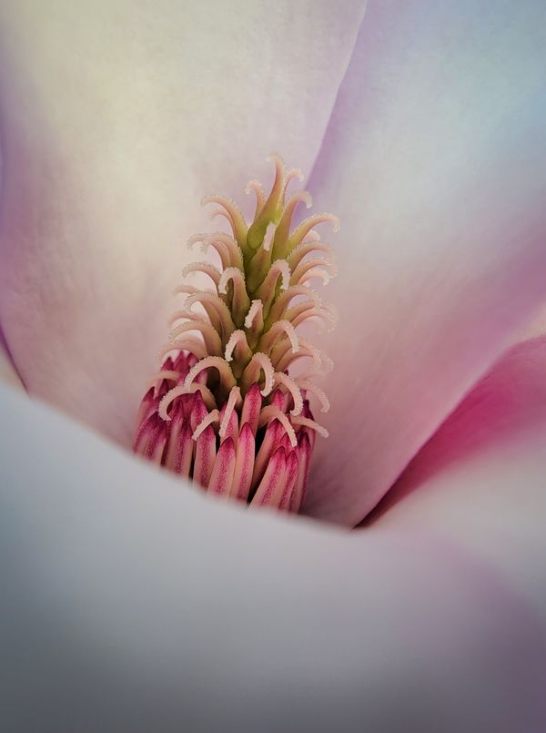 Le sexe des fleurs - Magnolia thumbnail