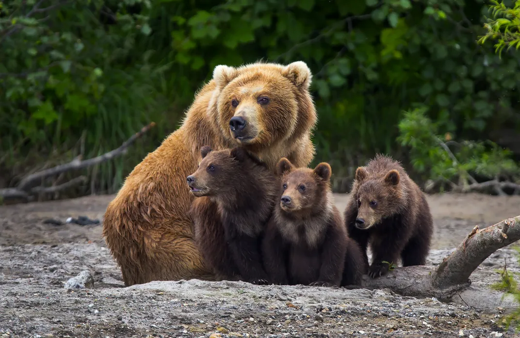 Bear with cubs