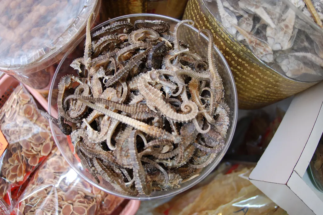 Dried sea horses in container