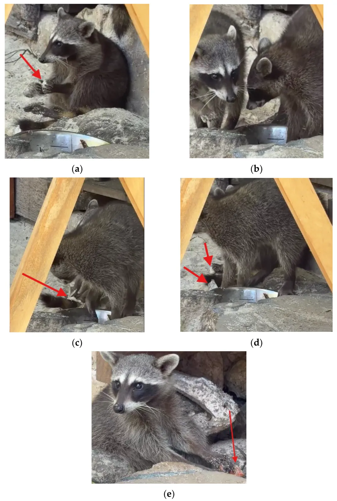 series of five images showing one young raccoon teaching her sister how to make a paper ball