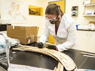 To understand Elma&#39;s life, researchers cut her tusk lengthwise and took samples to study the elements present in the ivory.