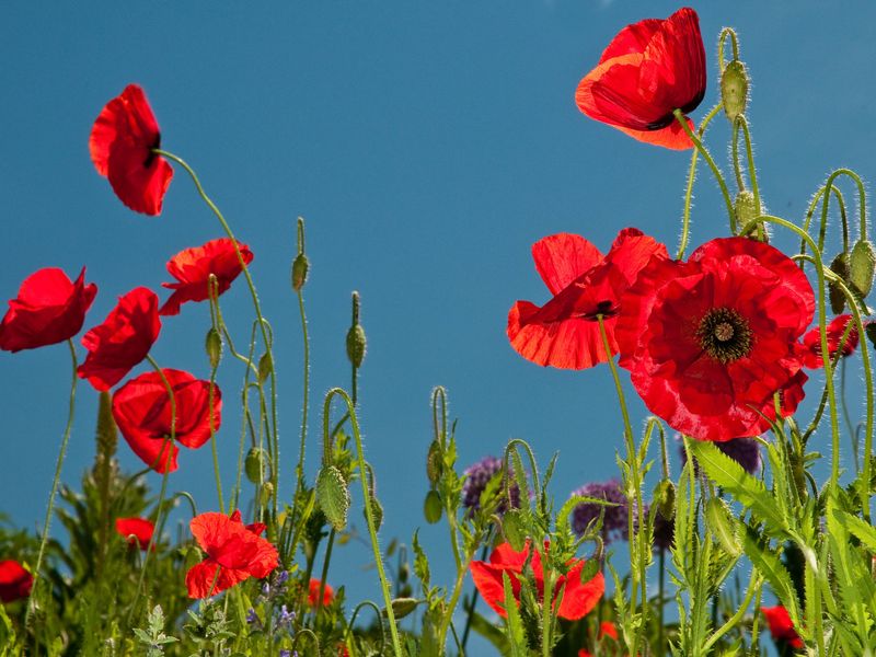 Poppies In The Sun | Smithsonian Photo Contest | Smithsonian Magazine