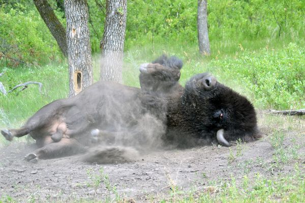 A bison enjoying his wallow. thumbnail