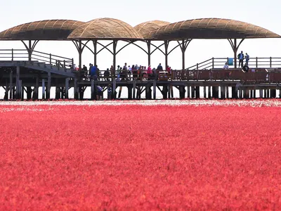 People visit the Red Beach, so named due to the Suaeda heteroptera plant which grows across the marshland landscape, in Panjin, China&#39;s northeastern Liaoning province.