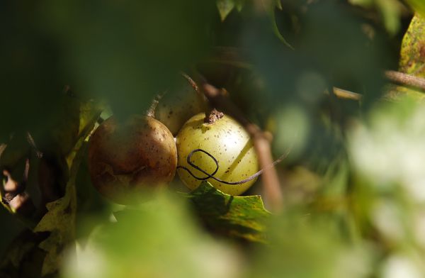 Muscadine Grapes thumbnail