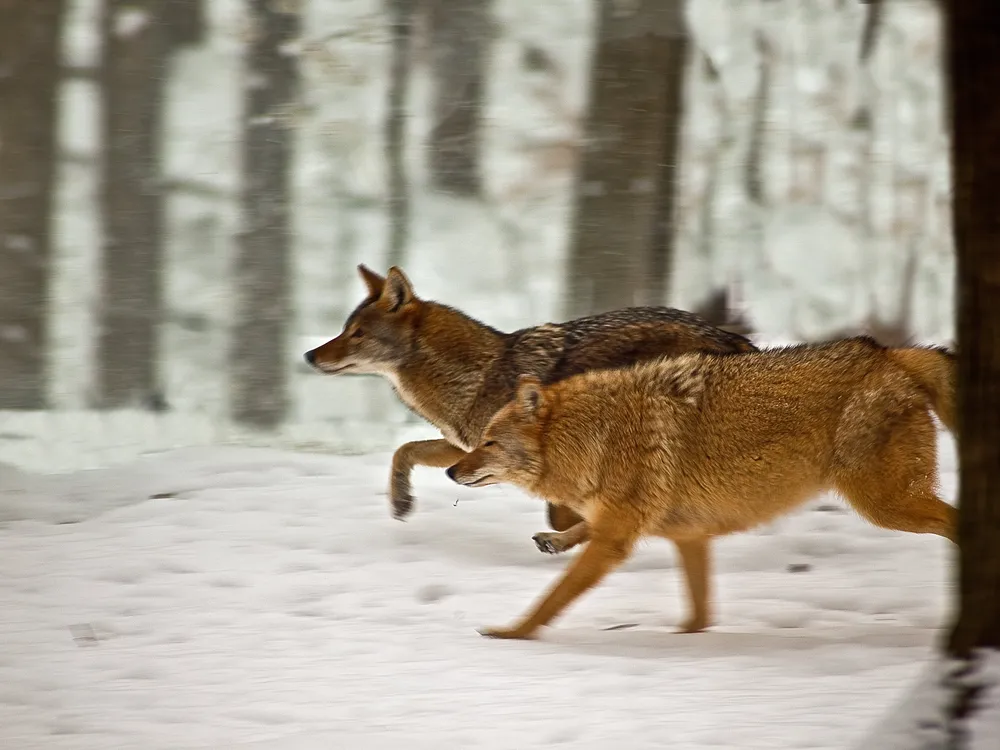 two coyotes running