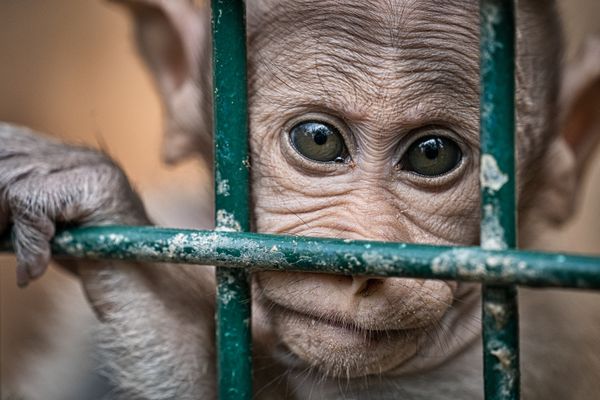 Monkey looking through the bars of his cage. thumbnail