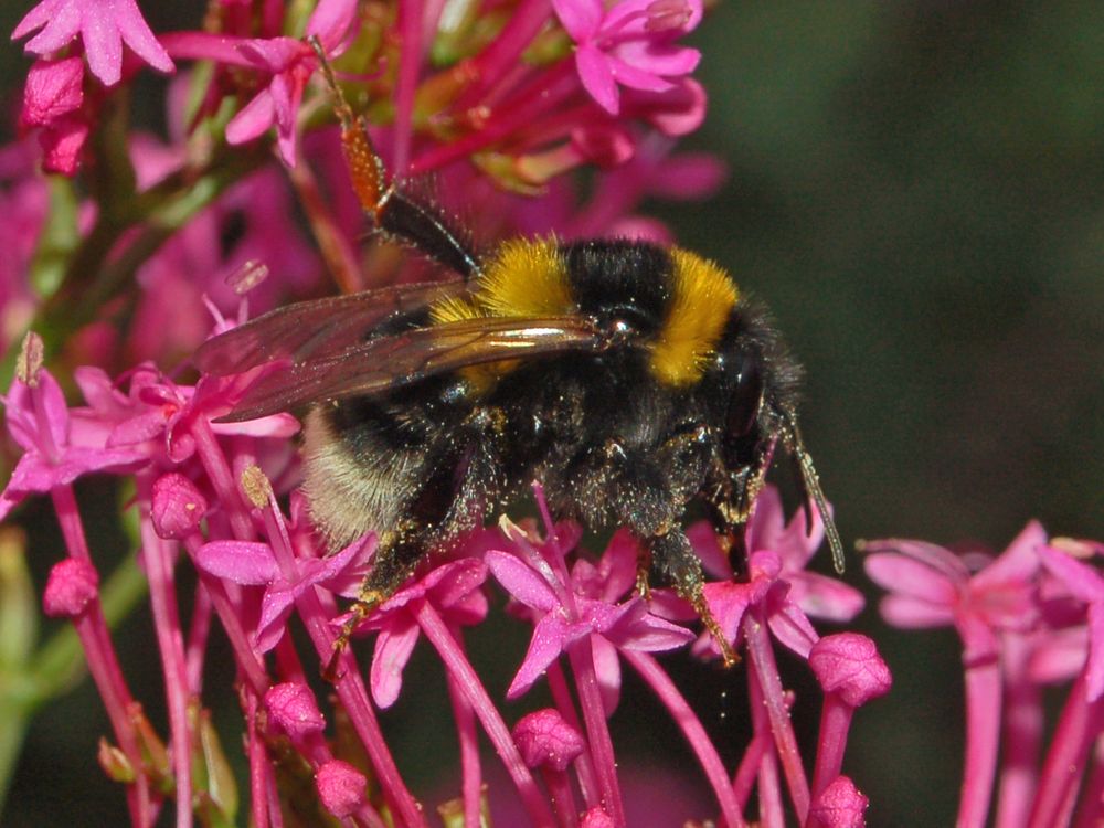 Bee Flower