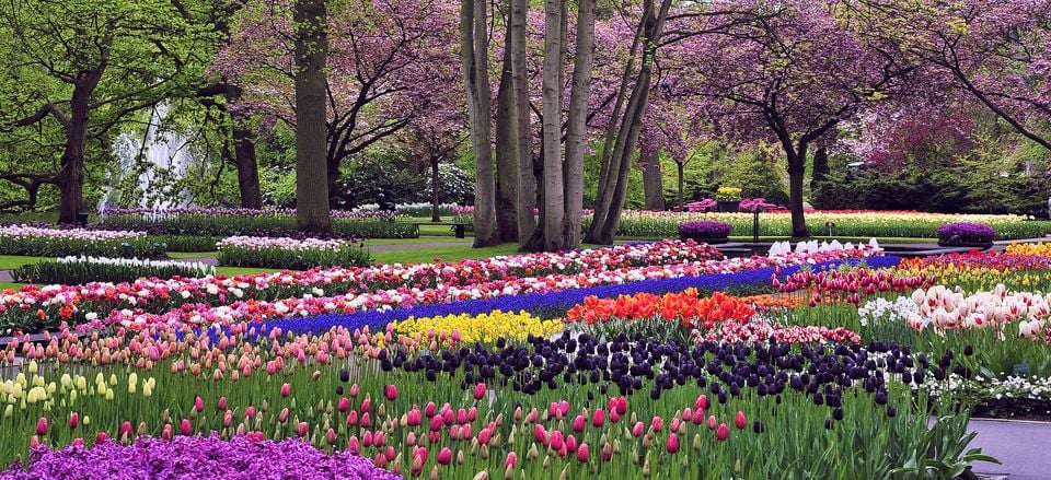  Keukenhof Gardens in the Netherlands features millions of spring blossoms amid an idyllic landscape of tranquil ponds, gently flowing streams, and winding, tree-shaded paths.  