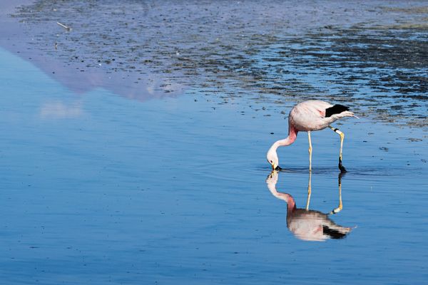 Flamingo in the Atacama Salar thumbnail