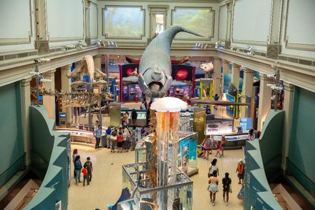 A museum with a large scale whale overtop and visitors exploring the exhibit