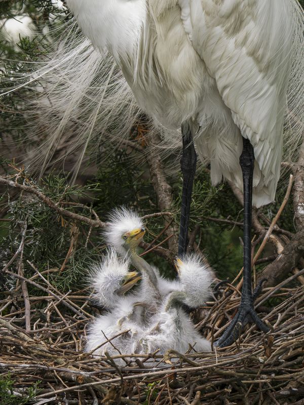 The Punk Rockers thumbnail