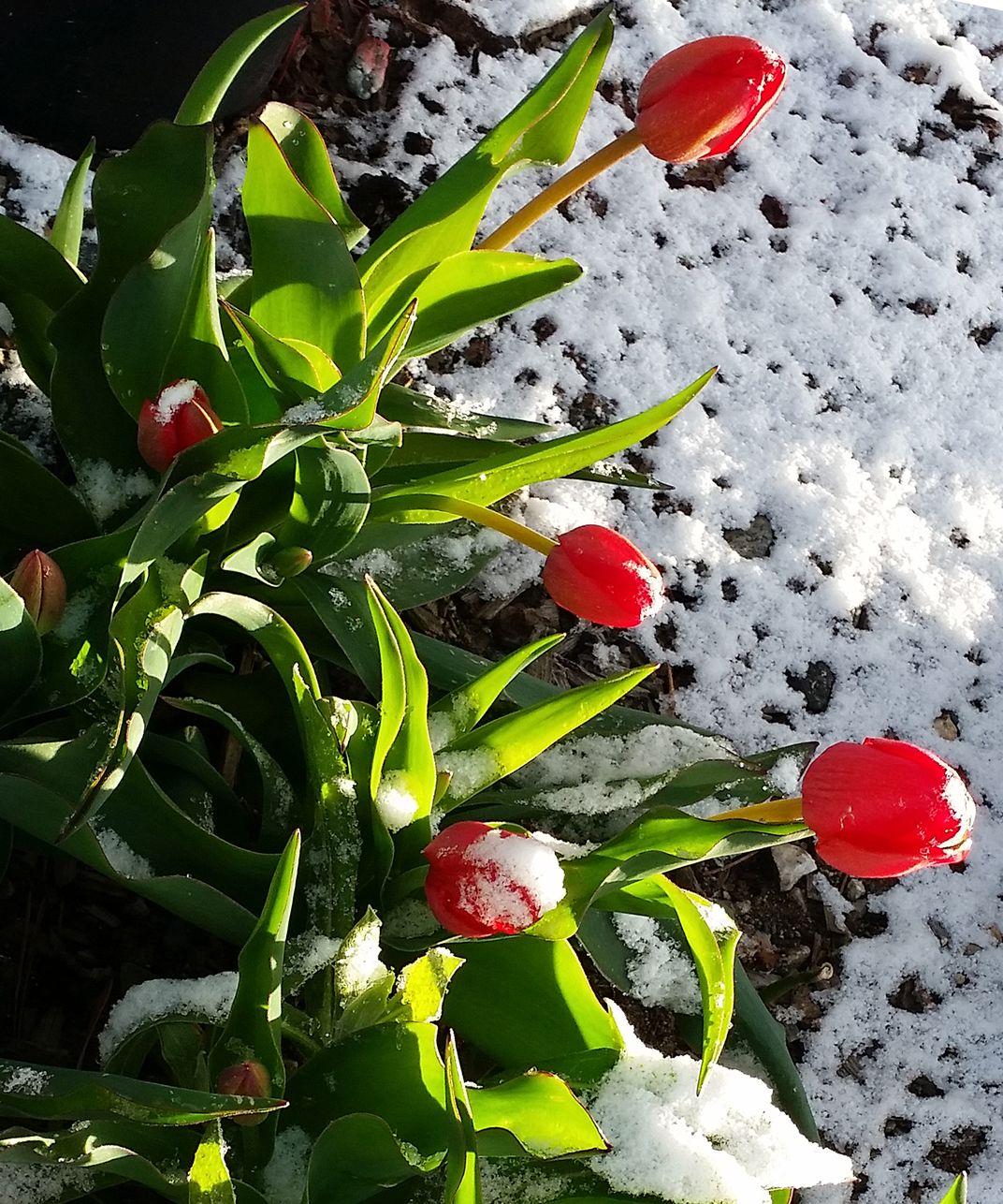 Red tulips in snow in Frisco, Colorado. Smithsonian Photo Contest