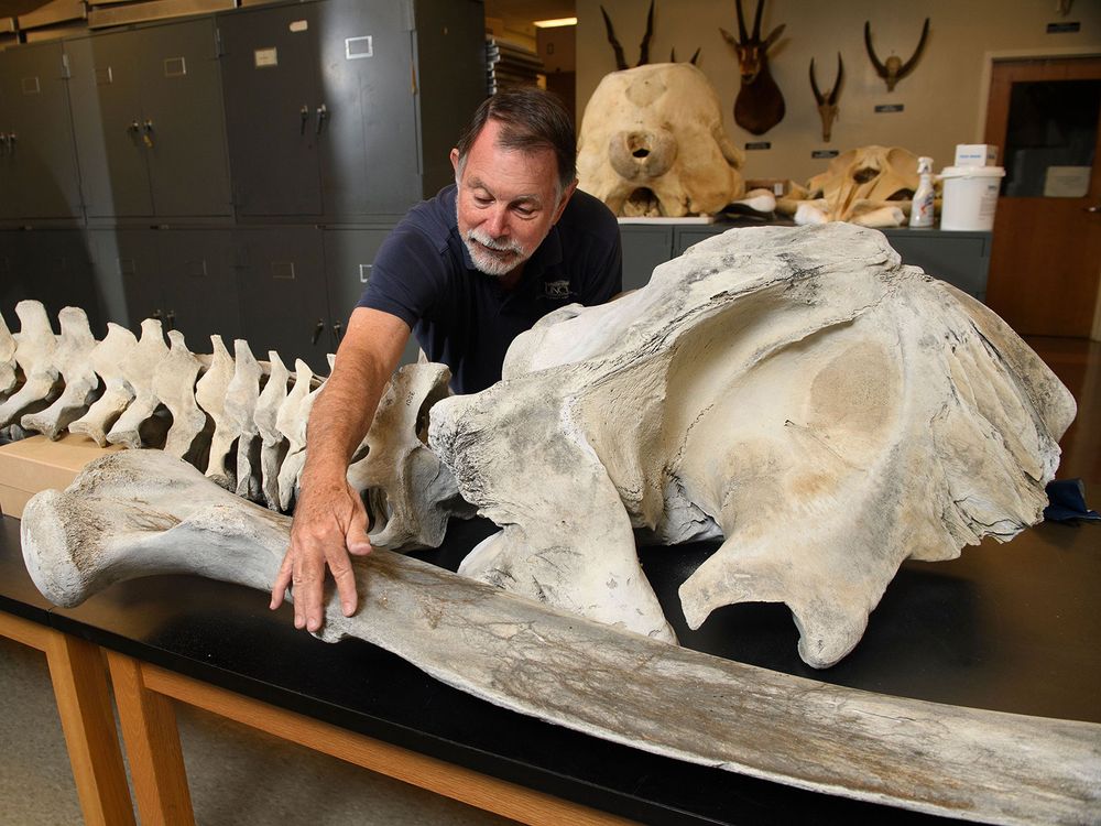 Gray Whale Fossil