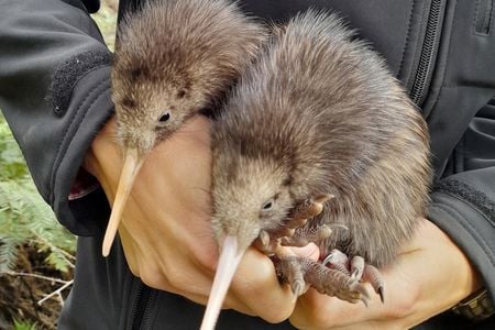 The Capital Kiwi Project members discovered two kiwi chicks late last month.