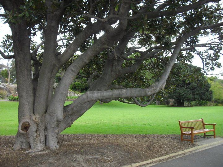 Inviting trees of Sydney's Royal Botanical Garden Smithsonian Photo