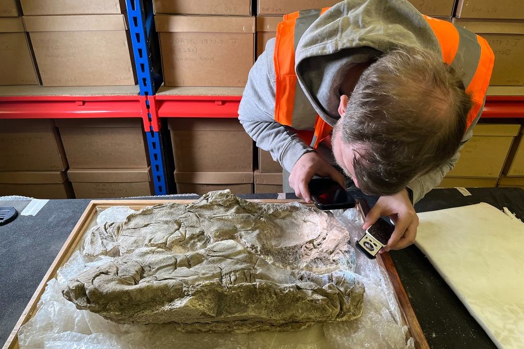 Man examines plaster with imprints