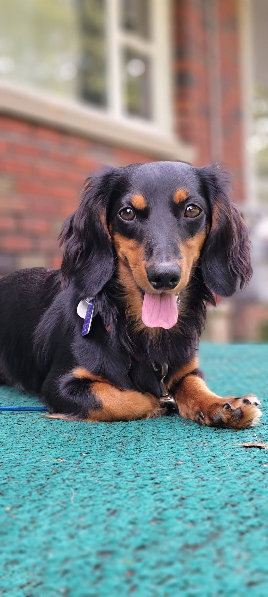 Our Dachshund Has A Dashing Personality Smithsonian Photo Contest