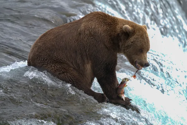 Fish supper thumbnail