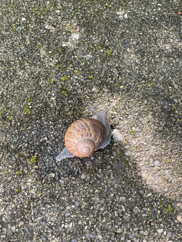 Snail in all it glory thumbnail