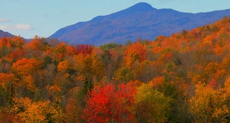 Ecologists warn that New England's maples could be at risk