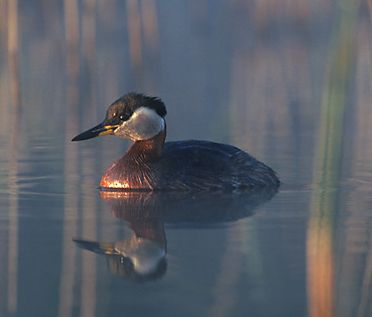 red-necked grebes 