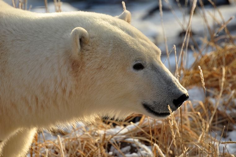 A Polar Bear Emerges With The Evening Sun Highlighting His White Coat 