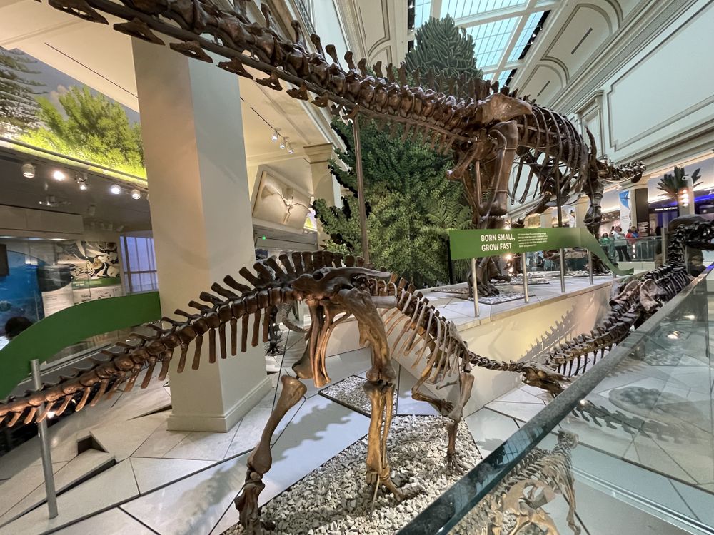 T. rex Fossil Skeleton Will Arrive at Smithsonian April 15