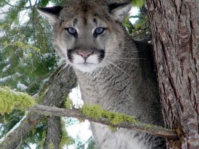 Zion's dwindling cougar population traces its roots to the late 1920s, when the park's management made efforts to increase visitation.