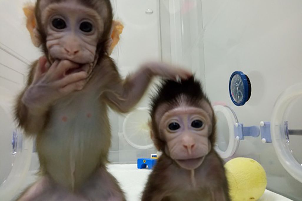 monkeys.jpg