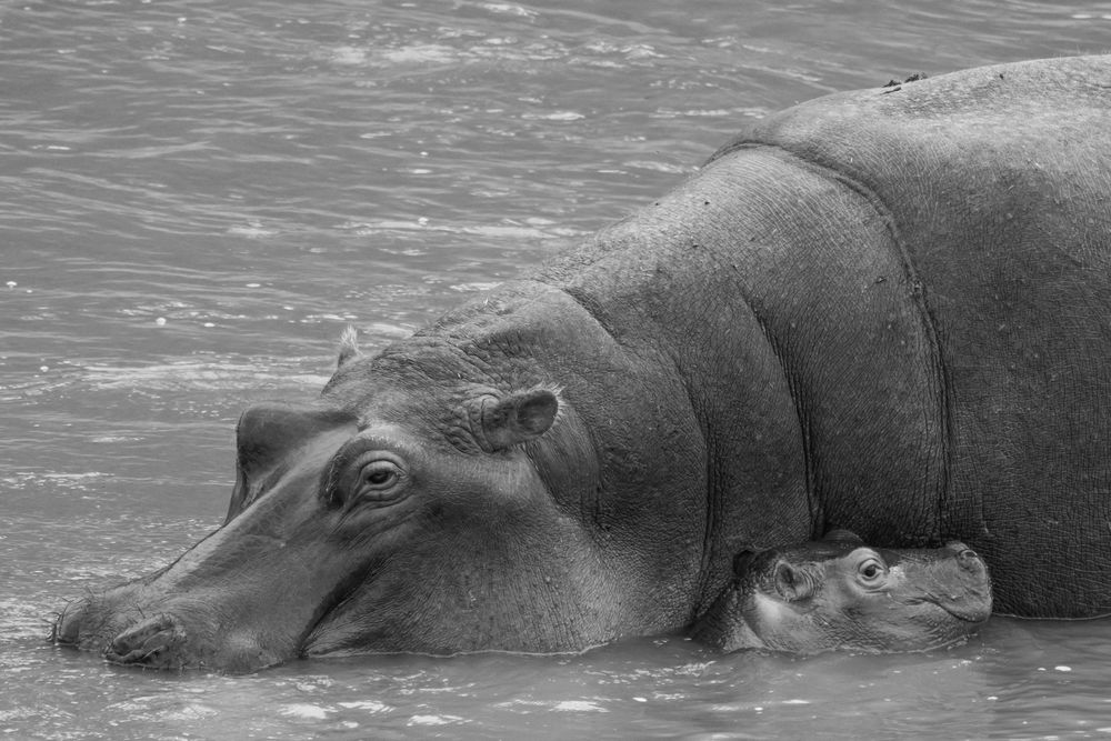 A young hippo takes comfort next to its mother.