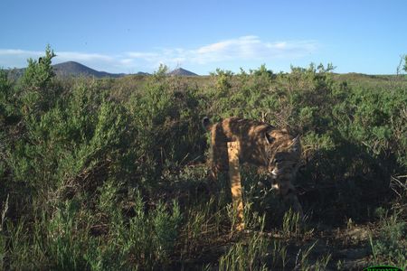 Bobcat caught on camera trap walking through brush and scrub on Montana's grasslands
