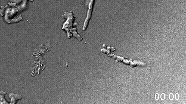 Fire amoeba wiggling around at 140 degrees Fahrenheit