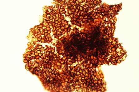 Fragments extracted from rocks found in northern China show what appear to be well-preserved cellular structure.