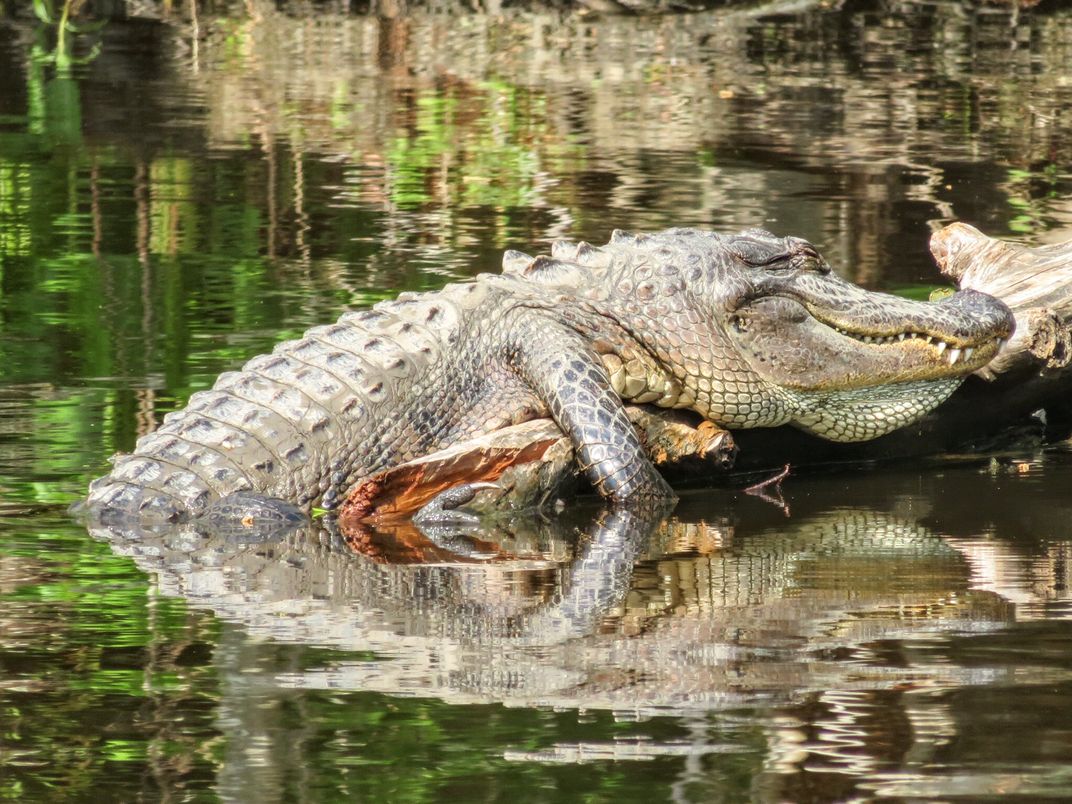 Louisiana Alligator | Smithsonian Photo Contest | Smithsonian Magazine