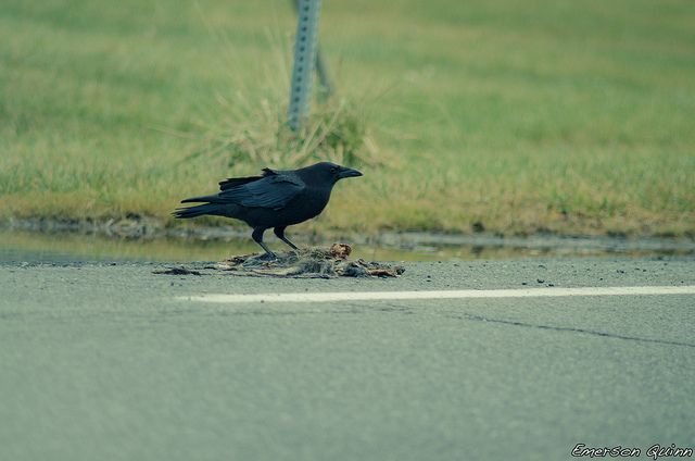 Scavenging crow