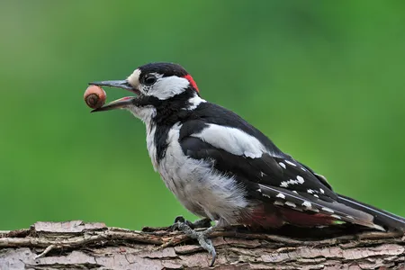 A great spotted woodpecker eats a hazelnut. Bird beaks may have allowed the animals to eat seeds and nuts after an asteroid hit the earth, wiping out many forms of life.
