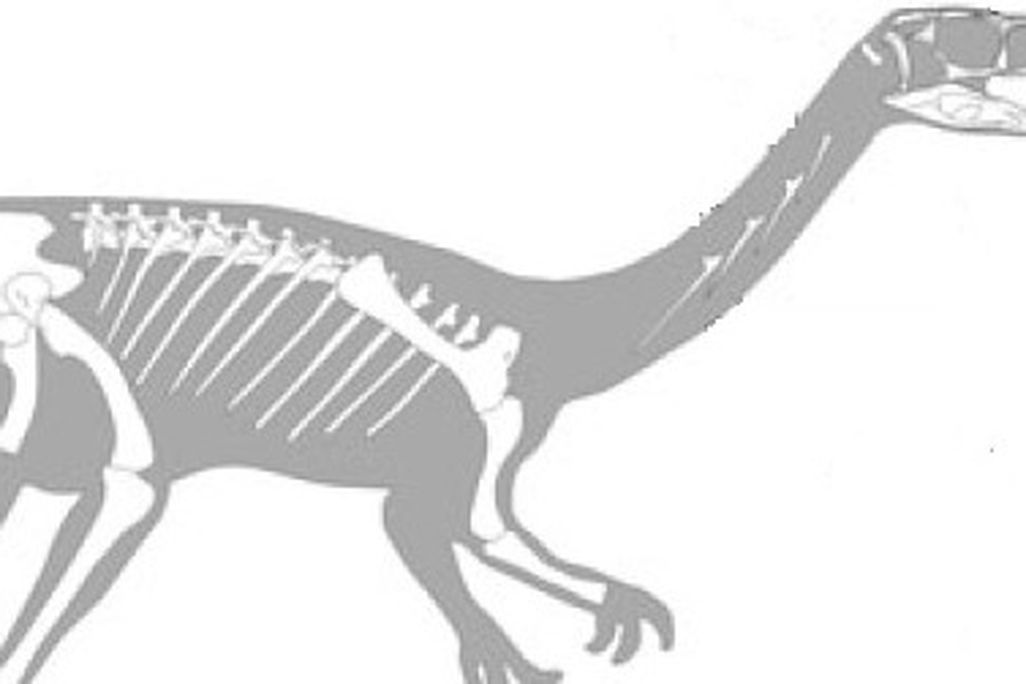 A reconstruction of Pampadromaeus
