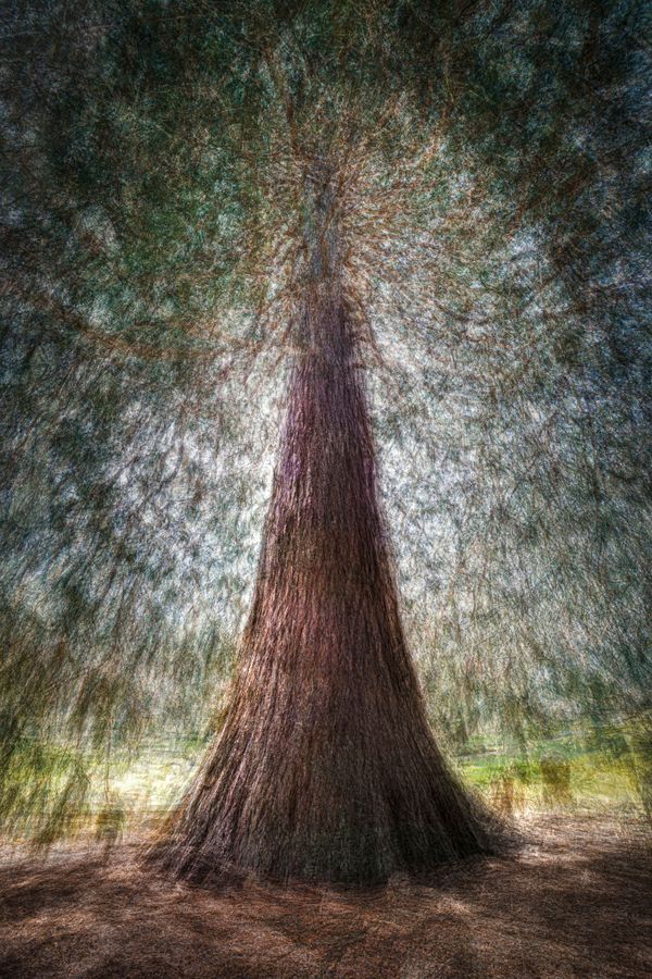 Vue en contreplongée d’un séquoia géant résidant en France au parc Bargoin thumbnail