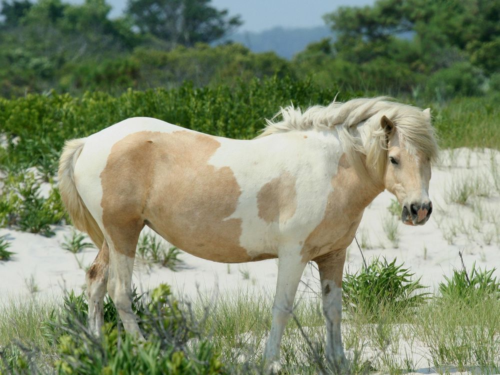 Wild_Pony_at_Assateague.jpg