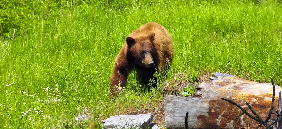  A black bear in Yellowstone National Park 