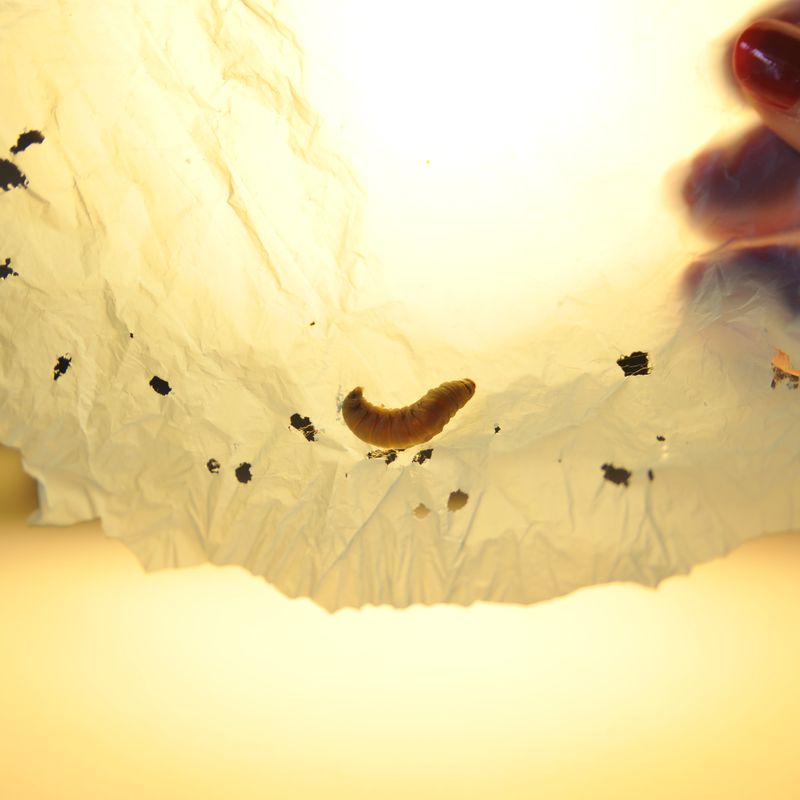 Wax Worm Saliva Is the Unlikely Hero of Fighting Plastic Waste, Smart  News