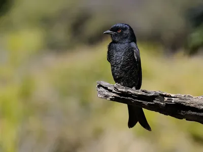 Fork-tailed drongos have a signature color and pattern on their eggs, which helps them avoid getting duped by African cuckoos.